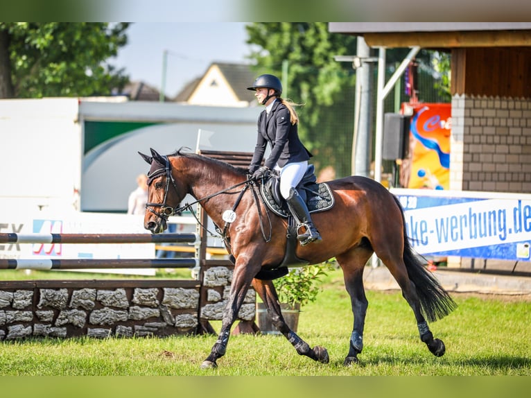 Niemiecki koń sportowy Klacz 11 lat 174 cm Ciemnogniada in Pietzpuhl