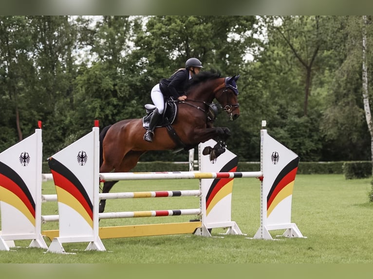 Niemiecki koń sportowy Klacz 11 lat 174 cm Ciemnogniada in Pietzpuhl