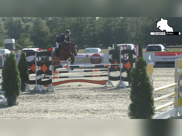 Niemiecki koń sportowy Klacz 12 lat 155 cm Kasztanowata in Seetz