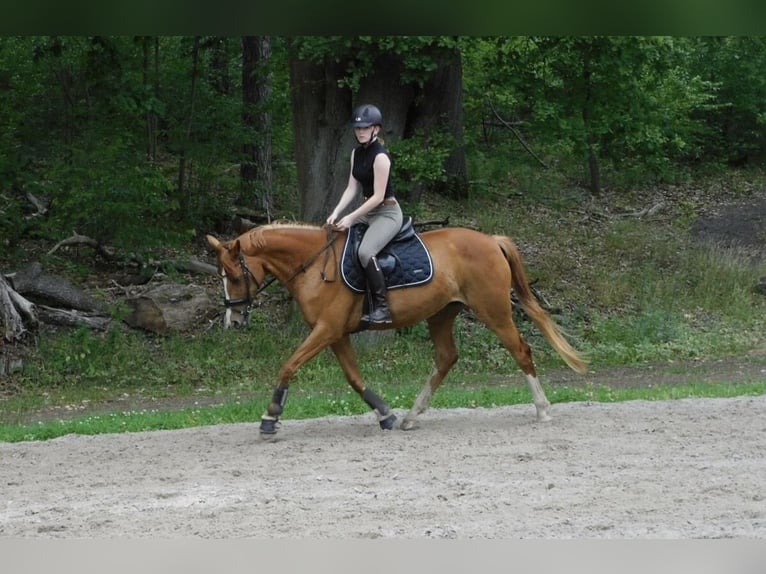 Niemiecki koń sportowy Klacz 12 lat 160 cm Kasztanowata in Köthen