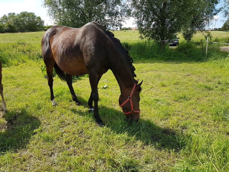 Niemiecki koń sportowy Klacz 12 lat 162 cm Gniada in Küllstedt