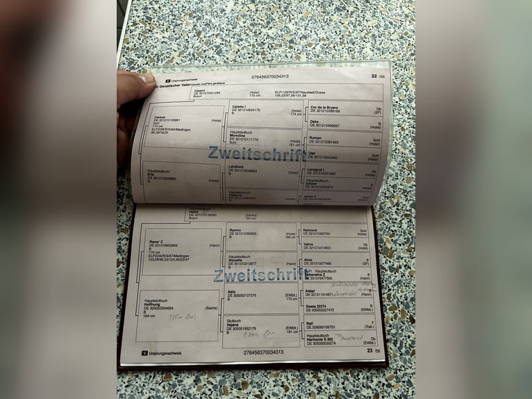 Niemiecki koń sportowy Klacz 12 lat 163 cm Gniada in Schrobenhausen