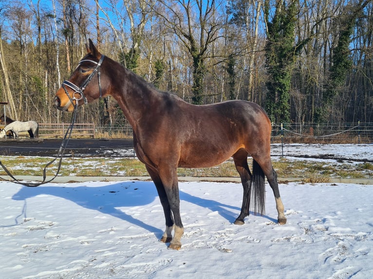 Niemiecki koń sportowy Klacz 12 lat 164 cm Ciemnogniada in Neustadt (Dosse)