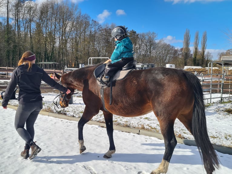 Niemiecki koń sportowy Klacz 12 lat 164 cm Ciemnogniada in Neustadt (Dosse)