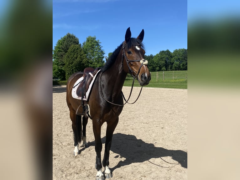 Niemiecki koń sportowy Klacz 12 lat 166 cm Ciemnogniada in Breddin