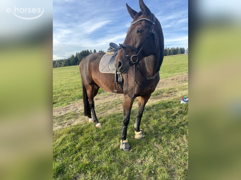 Niemiecki koń sportowy Klacz 12 lat 167 cm Gniada in Grünbach