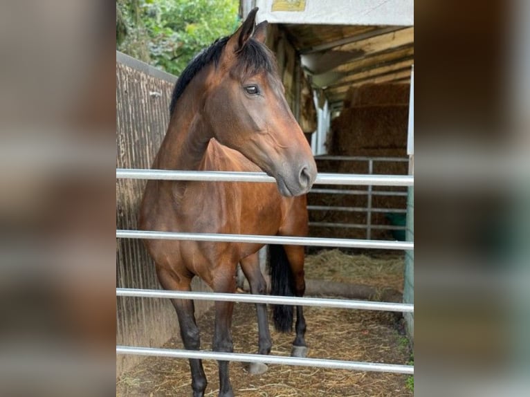 Niemiecki koń sportowy Klacz 12 lat 168 cm Ciemnogniada in Dortmund