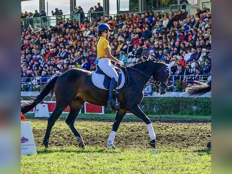 Niemiecki koń sportowy Klacz 12 lat 168 cm Ciemnogniada in Fröndenberg