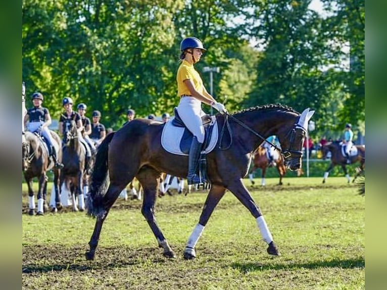 Niemiecki koń sportowy Klacz 12 lat 168 cm Ciemnogniada in Fröndenberg