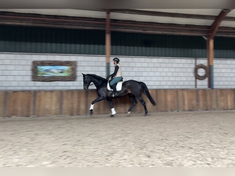 Niemiecki koń sportowy Klacz 12 lat 168 cm Ciemnogniada in Oud Gastel