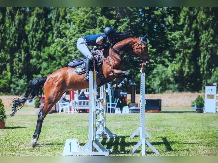 Niemiecki koń sportowy Klacz 12 lat 168 cm Gniada in Burgstädt