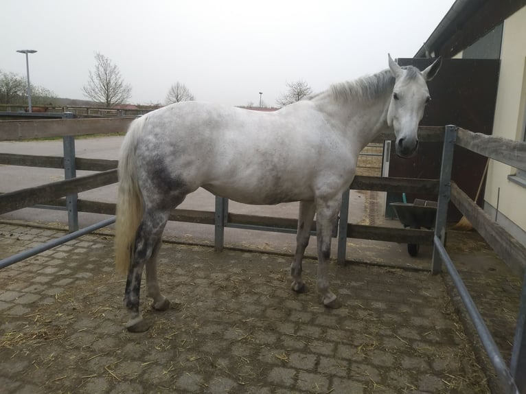 Niemiecki koń sportowy Klacz 12 lat 168 cm Siwa in Arnstein