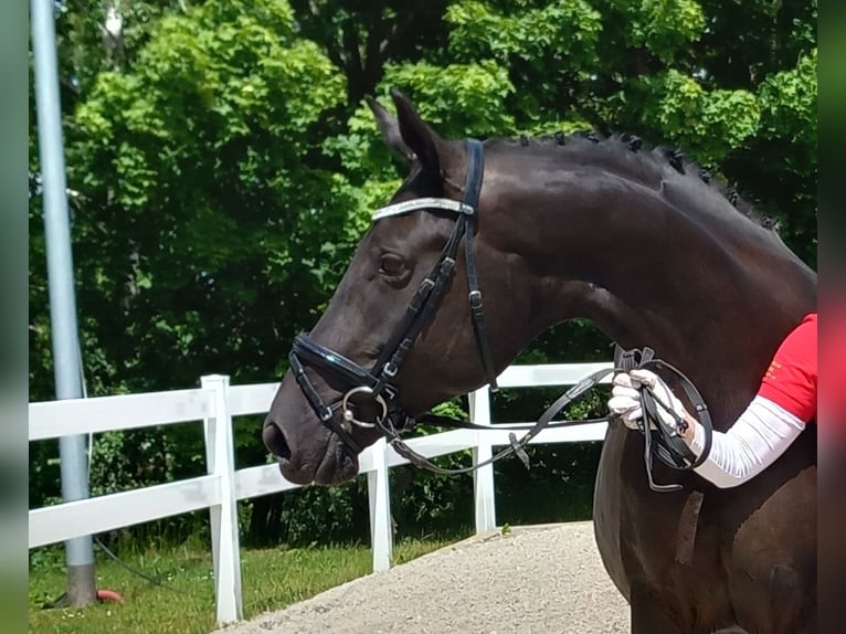 Niemiecki koń sportowy Klacz 12 lat 168 cm Skarogniada in Ilmenau