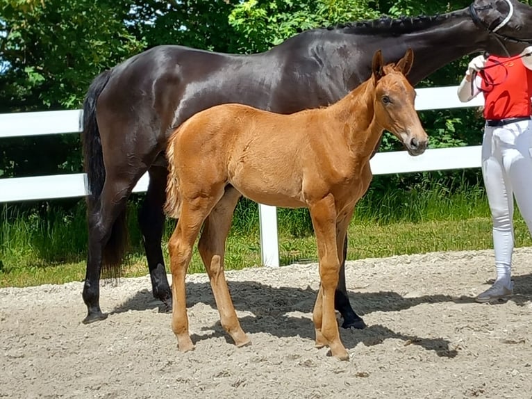 Niemiecki koń sportowy Klacz 12 lat 168 cm Skarogniada in Ilmenau