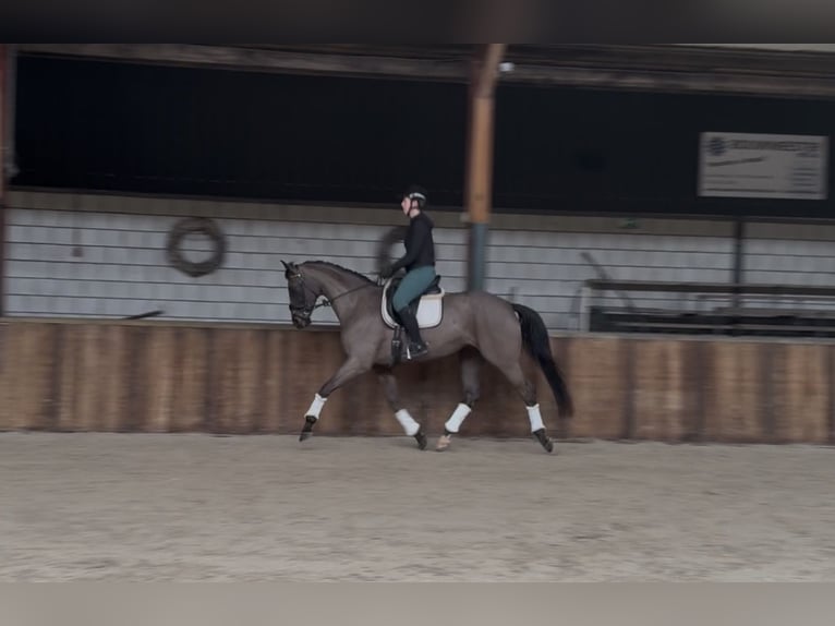 Niemiecki koń sportowy Klacz 12 lat 168 cm Skarogniada in Oud Gastel