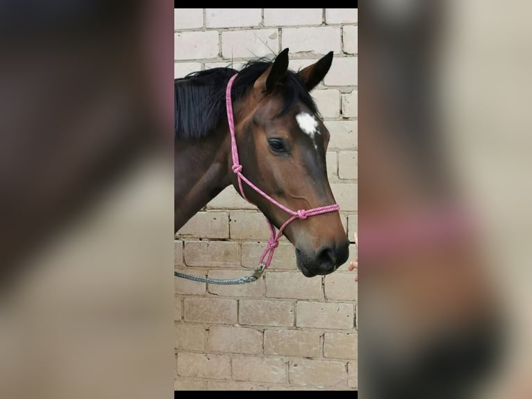 Niemiecki koń sportowy Klacz 12 lat 170 cm Gniada in Hilter am Teutoburger Wald