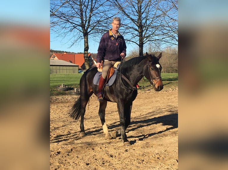 Niemiecki koń sportowy Klacz 12 lat 170 cm Gniada in Hilter am Teutoburger Wald