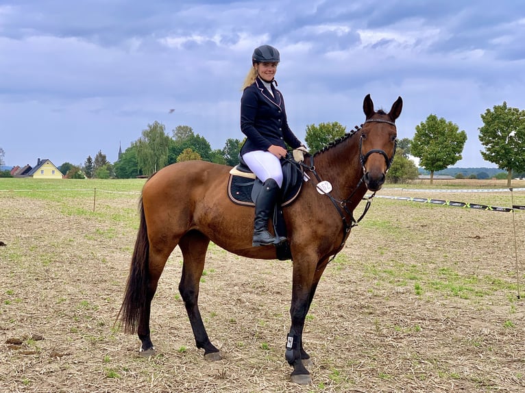 Niemiecki koń sportowy Klacz 12 lat 173 cm Gniada in Kalbe