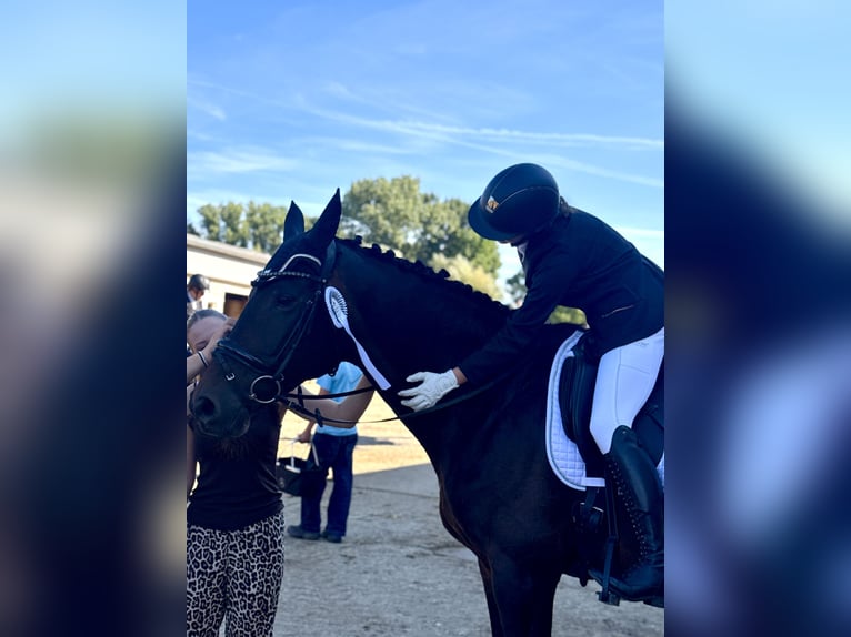 Niemiecki koń sportowy Klacz 12 lat 173 cm Gniada in Leipzig