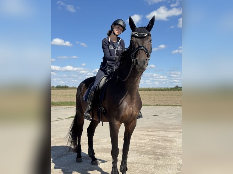 Niemiecki koń sportowy Klacz 12 lat 173 cm Gniada in Leipzig