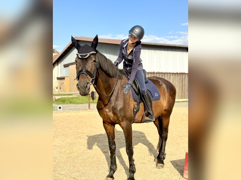 Niemiecki koń sportowy Klacz 12 lat 173 cm Gniada in Leipzig