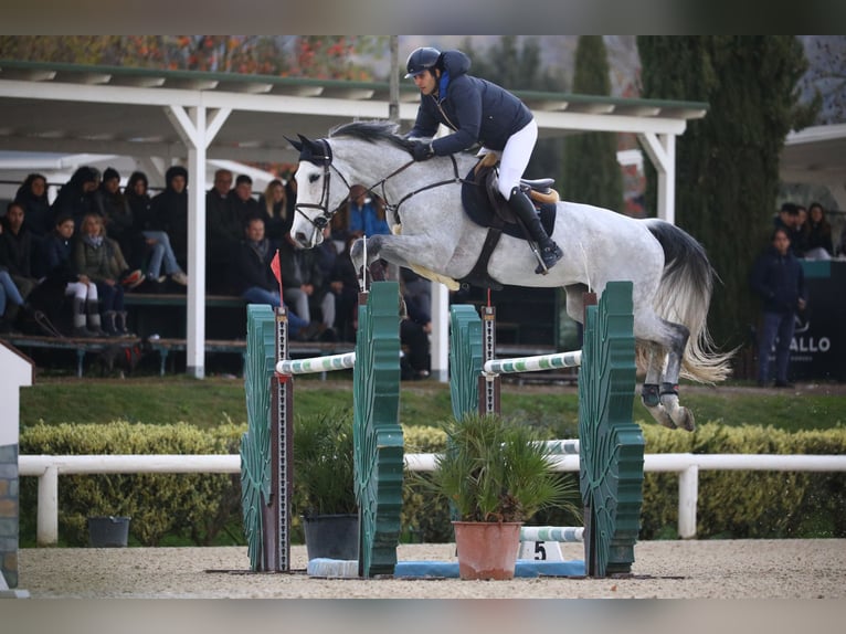 Niemiecki koń sportowy Klacz 12 lat Siwa in Rome