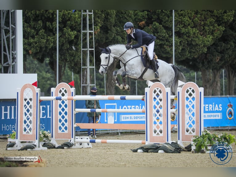 Niemiecki koń sportowy Klacz 12 lat Siwa in Rome