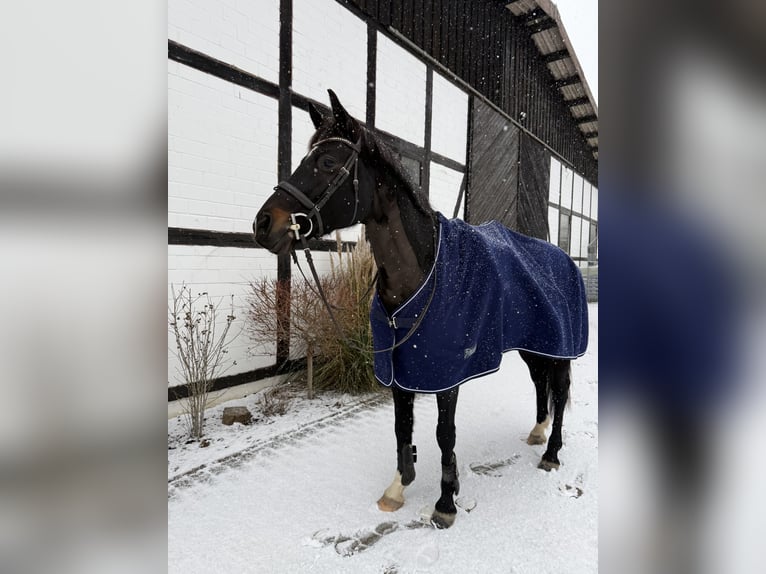 Niemiecki koń sportowy Klacz 13 lat 161 cm Ciemnogniada in Wolfenbüttel