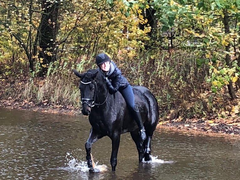 Niemiecki koń sportowy Klacz 13 lat 164 cm Skarogniada in Neukirchen (Hansestadt Seehausen