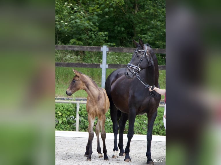 Niemiecki koń sportowy Klacz 13 lat 164 cm Skarogniada in Neukirchen (Hansestadt Seehausen