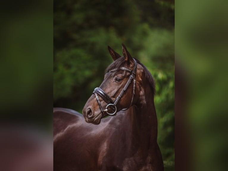 Niemiecki koń sportowy Klacz 13 lat 164 cm Skarogniada in Neukirchen (Hansestadt Seehausen