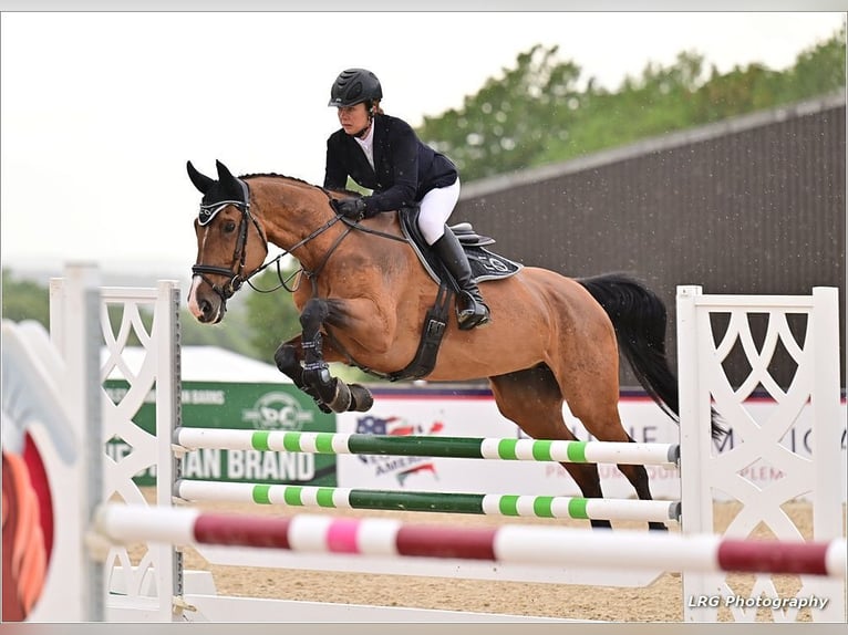Niemiecki koń sportowy Klacz 13 lat 165 cm Gniada in EAST SUSSEX