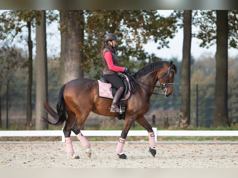 Niemiecki koń sportowy Klacz 13 lat 166 cm Gniada in Moerbeke-Waas