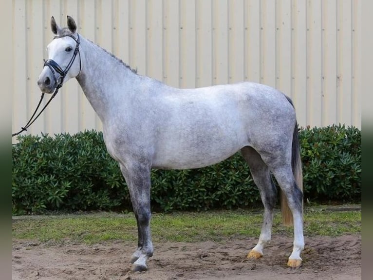 Niemiecki koń sportowy Klacz 13 lat 166 cm Siwa in Kremitzaue OT Polzen