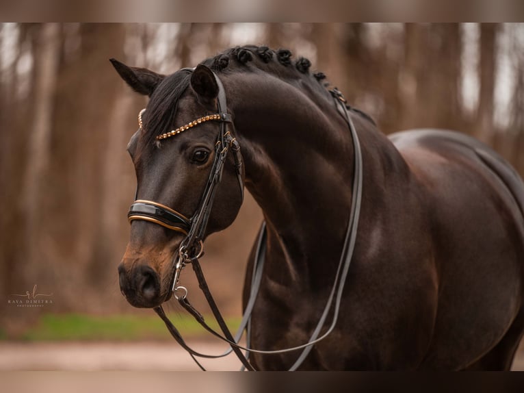 Niemiecki koń sportowy Klacz 13 lat 168 cm Ciemnogniada in Wehringen