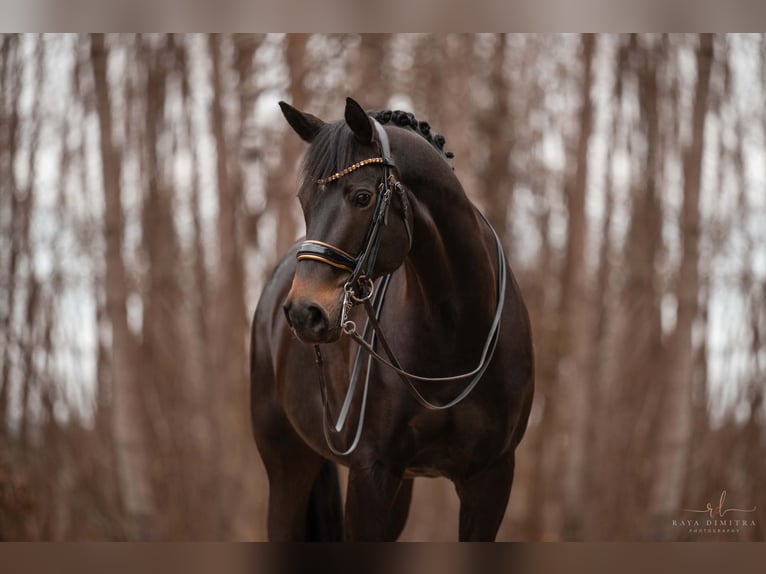 Niemiecki koń sportowy Klacz 13 lat 168 cm Ciemnogniada in Wehringen