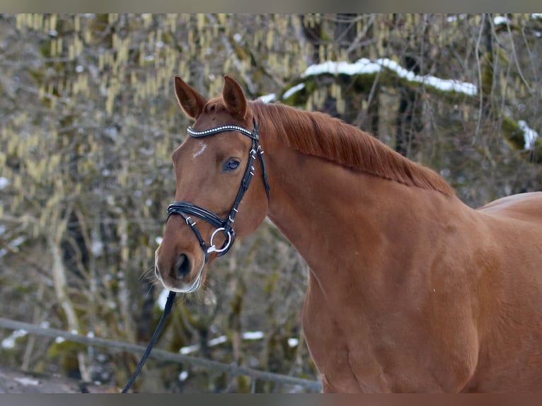 Niemiecki koń sportowy Klacz 13 lat 168 cm Kasztanowata in Abtenau