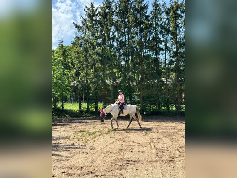 Niemiecki koń sportowy Klacz 13 lat 174 cm Siwa in Buchholz (Westerwald)
