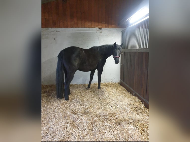Niemiecki koń sportowy Klacz 14 lat 164 cm Kara in Taubenheim