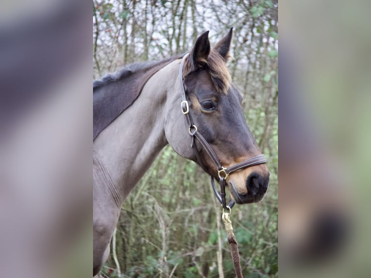 Niemiecki koń sportowy Klacz 14 lat 165 cm Gniada in Schönberg