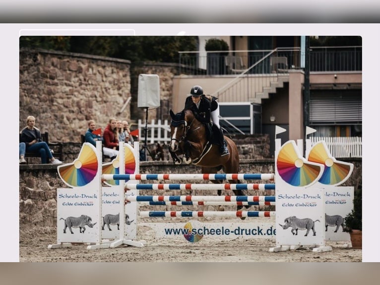 Niemiecki koń sportowy Klacz 14 lat 165 cm Gniada in Hardegsen