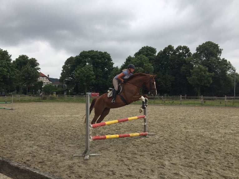 Niemiecki koń sportowy Klacz 14 lat 169 cm Kasztanowata in Lengerich