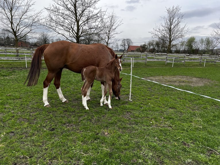 Niemiecki koń sportowy Klacz 14 lat 169 cm Kasztanowata in Lengerich