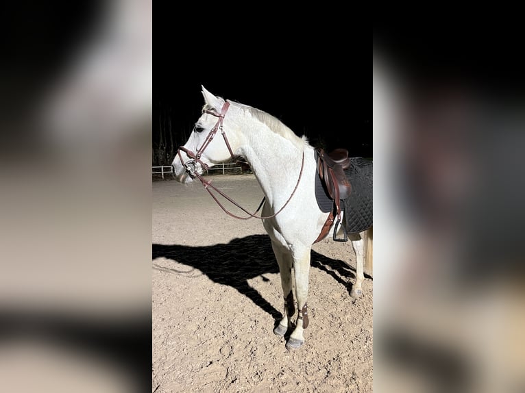 Niemiecki koń sportowy Klacz 14 lat 173 cm Siwa in Bischofswiesen