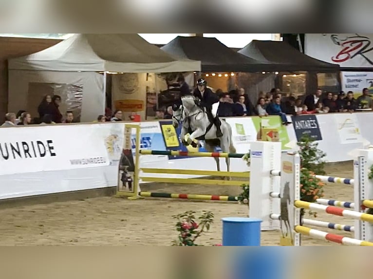Niemiecki koń sportowy Klacz 14 lat 173 cm Siwa in Bischofswiesen
