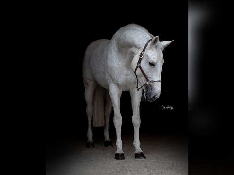 Niemiecki koń sportowy Klacz 14 lat 173 cm Siwa in Bischofswiesen