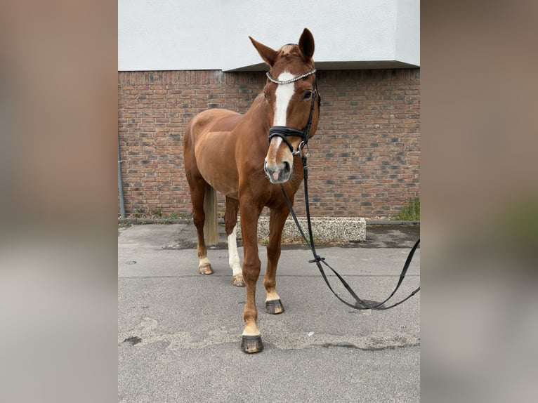 Niemiecki koń sportowy Klacz 14 lat 174 cm Kasztanowata in Niederkassel