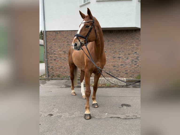 Niemiecki koń sportowy Klacz 14 lat 174 cm Kasztanowata in Niederkassel