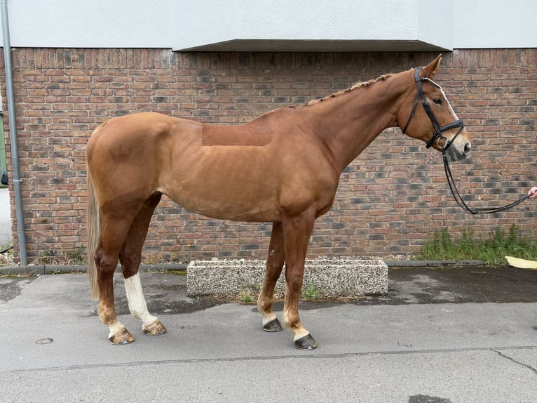 Niemiecki koń sportowy Klacz 14 lat 174 cm Kasztanowata in Niederkassel