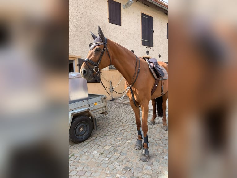 Niemiecki koń sportowy Klacz 14 lat 175 cm Kasztanowata in Brahmenau